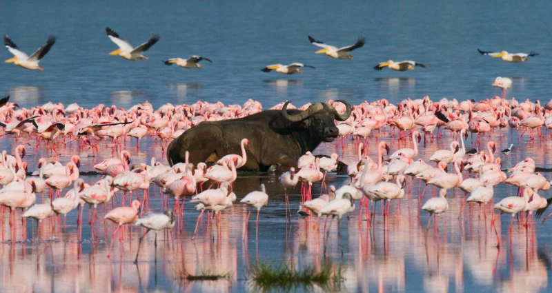 Tierras de Kenia